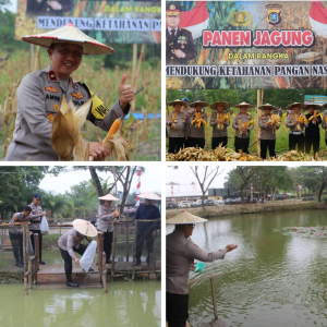 Dukung Program Ketahanan Pangan Nasional Polda Sultra Panen Jagung dan Tabur 1000 Benih Ikan di Lahan Sat Brimob