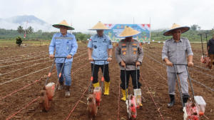 Dukung Ketahanan Pangan ;Polda Sultra dan PT Adhi Kartiko Pratama (AKP) Tanam Jagung Kuartal III