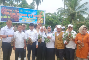 Bupati Konawe Apresiasi Kades Lalomboda Pelopori Kelengkeng: Ini Bukan Sekadar Panen, Ini Gerbang Ekonomi Baru untuk Masyarakat