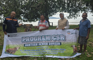 Tebar Berkah Idul Adha, PT ANTAM UBPN Konawe Utara Salurkan 26 Ekor Sapi Qurban untuk Masyarakat
