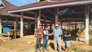 Menebar Kepedulian di Hari Raya Idul Adha, PT CMS Salurkan Sapi Qurban untuk Masyarakat Lingkar Tambang