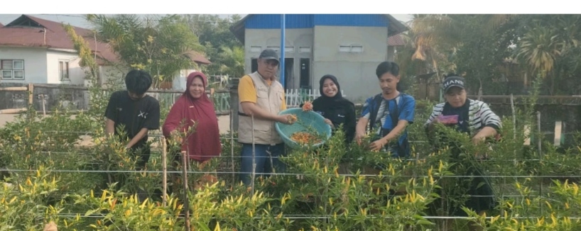 Berkat Pendampingan ANTAM, Petani Mowundo Panen 110 Kg Cabai dan Perluas Usaha
